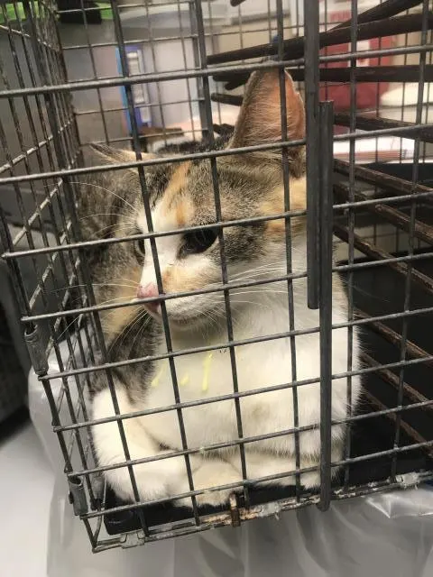 Adoptable Cat