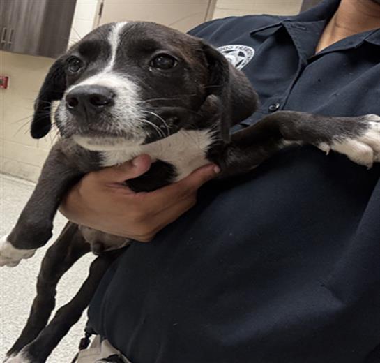 Adoptable Dog