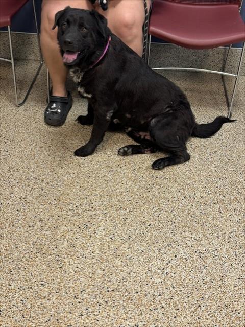 Laila