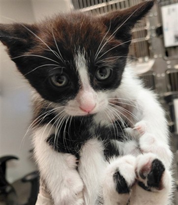 Adoptable Cat