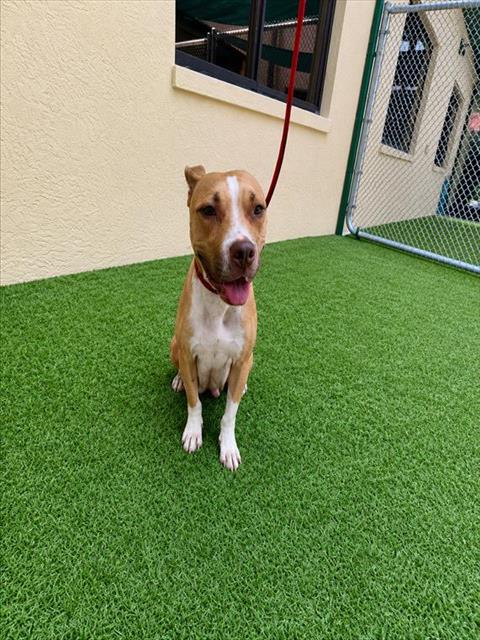 Adoptable Dog