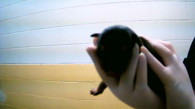 Clove