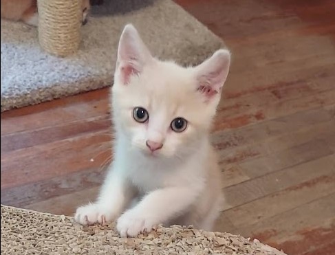 Mochi