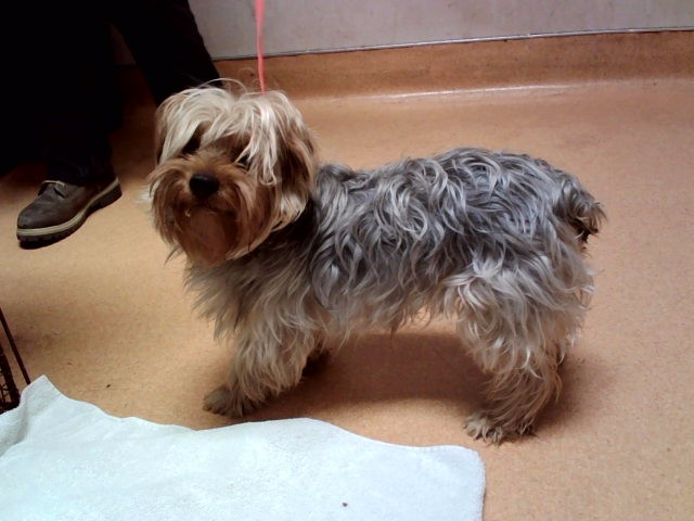 Adoptable Dog