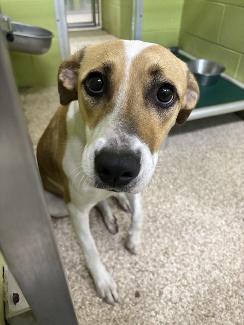 Shelter Staff Named Me *Dolly