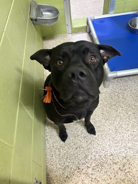 Shelter Staff Named Me *Bear