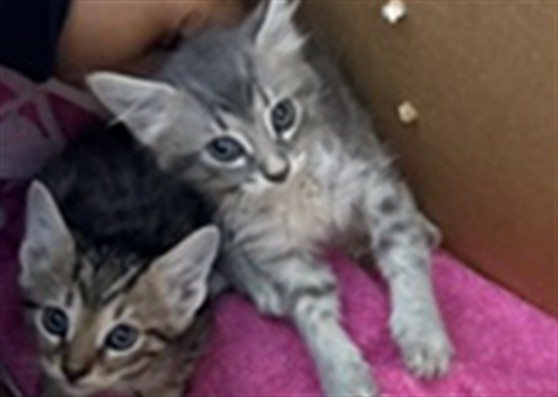 Adoptable Cat