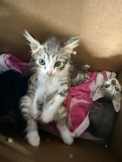 Adoptable Cat
