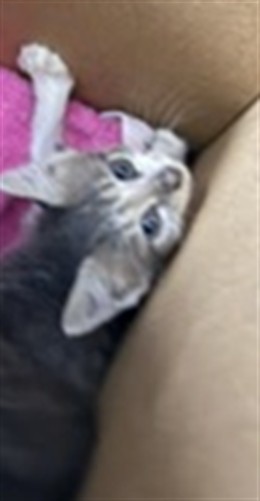 Adoptable Cat