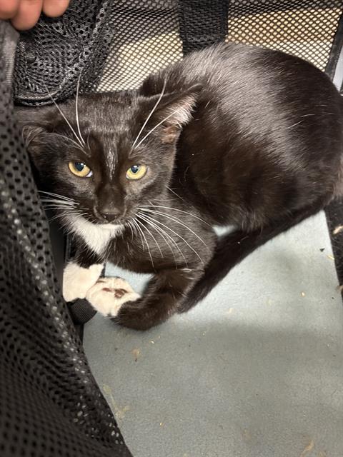 Adoptable Cat