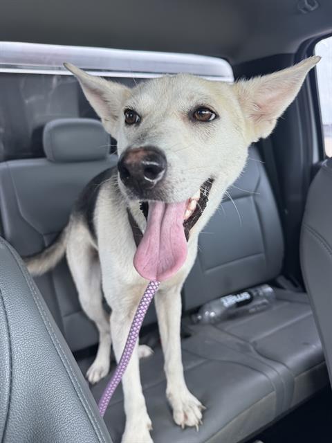 Yoda