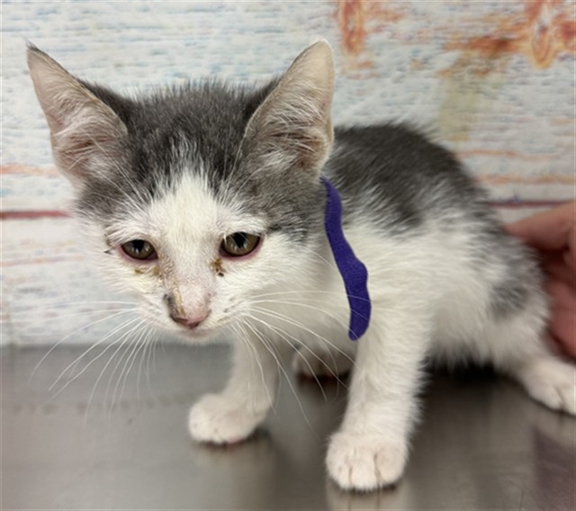 Med Adopt Boston