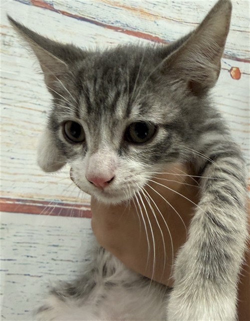 Med Adopt Bronx