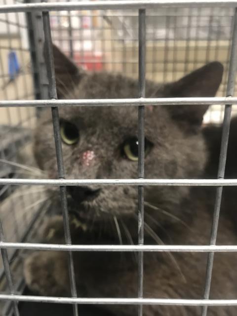 Adoptable Cat