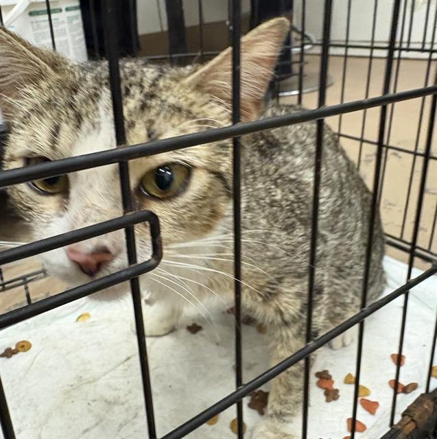 Adoptable Cat