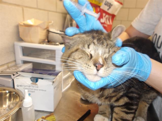 Adoptable Cat