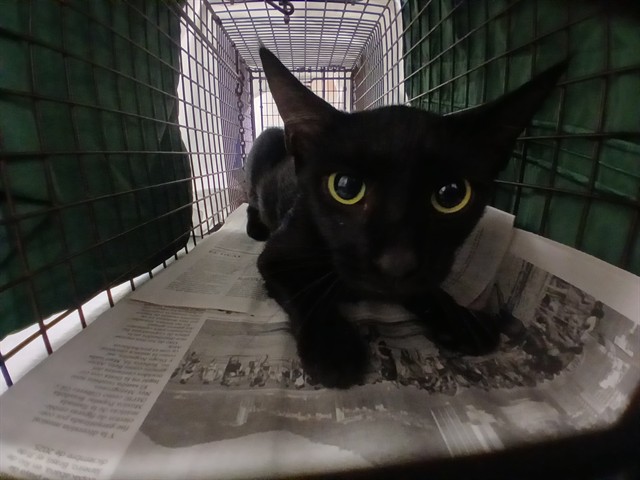 Adoptable Cat