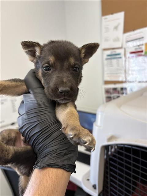 Adoptable Dog