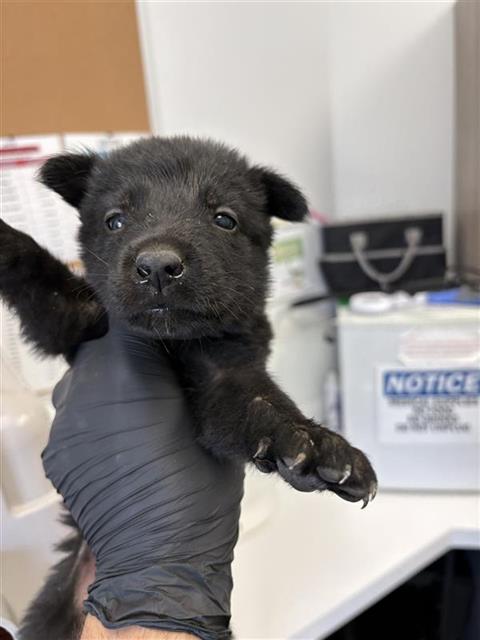 Adoptable Dog