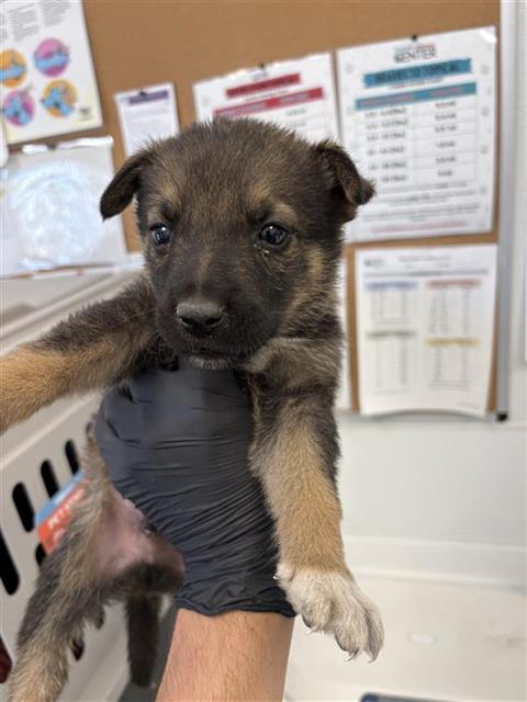 Adoptable Dog