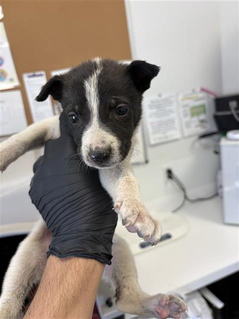 Adoptable Dog