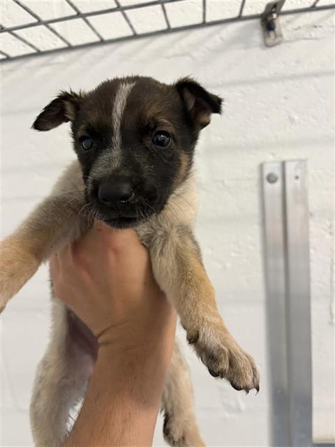 Adoptable Dog