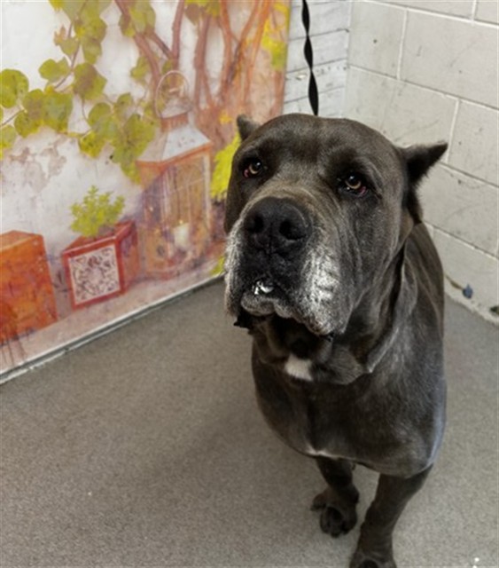 Kerchak