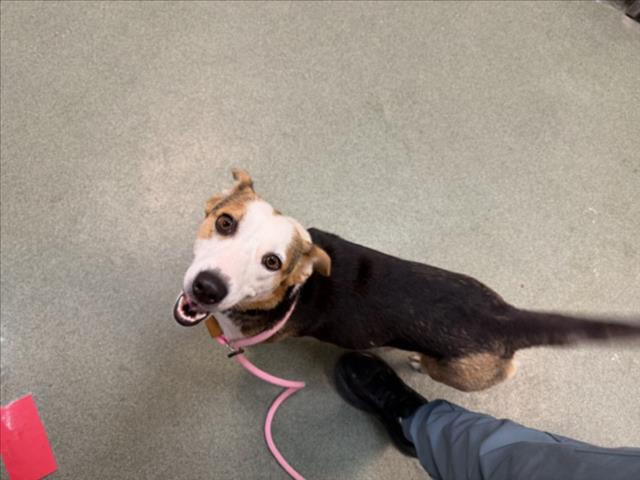 Adoptable Dog