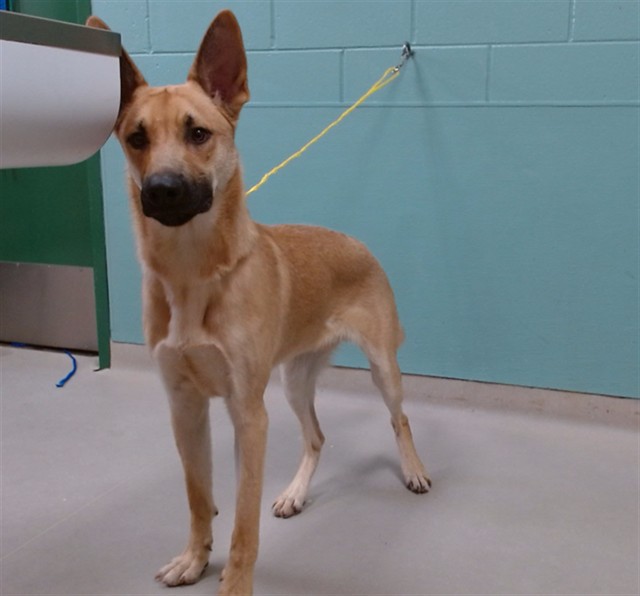 Adoptable Dog