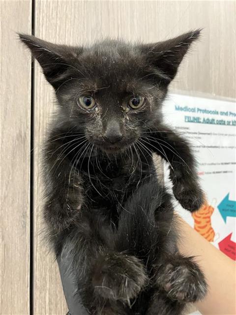 Adoptable Cat