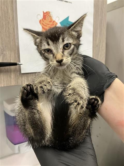 Adoptable Cat