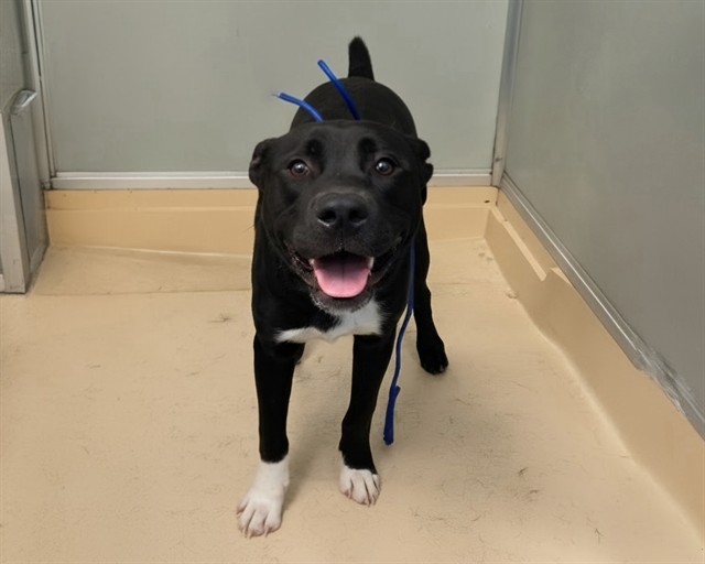 Tyson