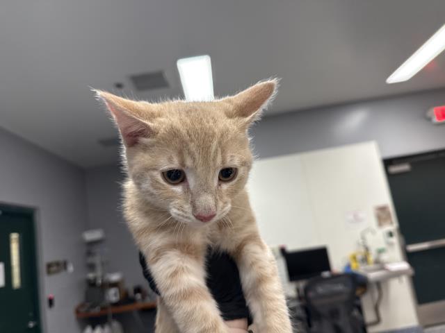 Adoptable Cat
