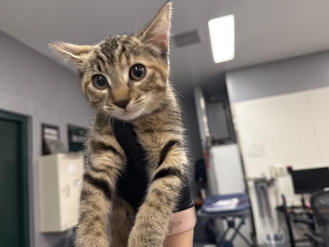 Adoptable Cat