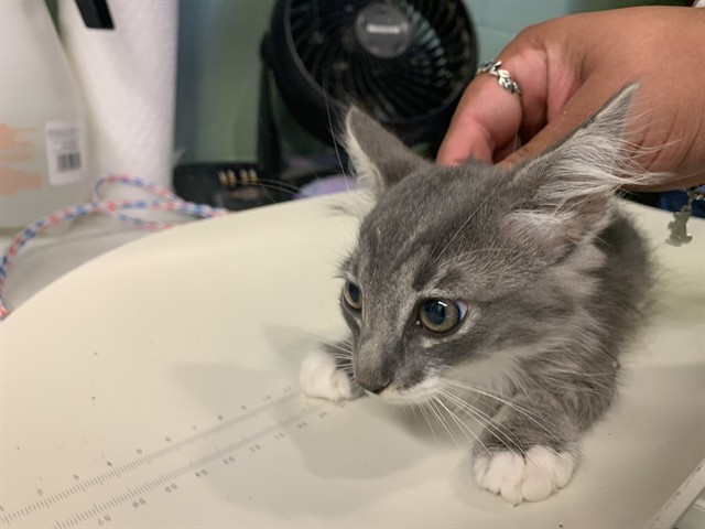 Adoptable Cat