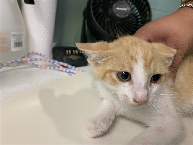 Adoptable Cat