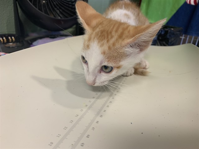 Adoptable Cat