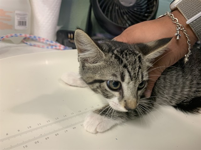Adoptable Cat