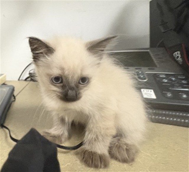 Adoptable Cat