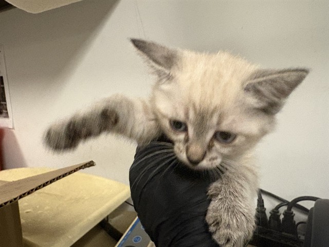 Adoptable Cat