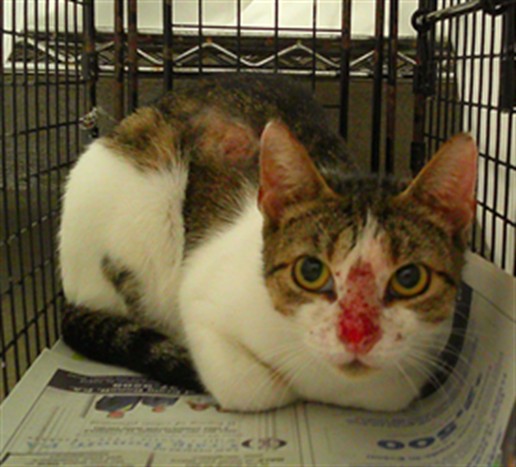 Adoptable Cat