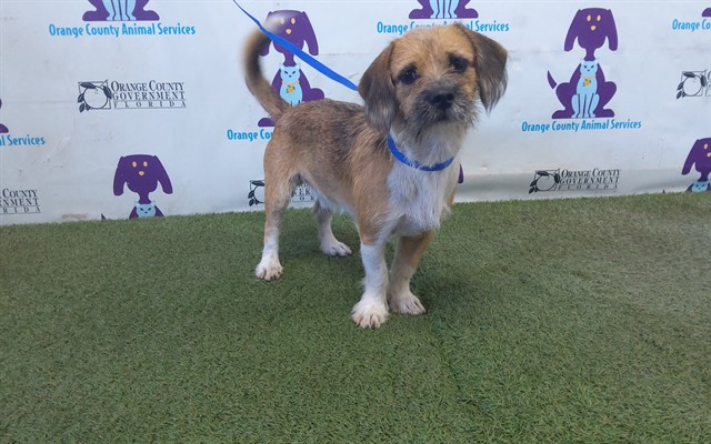 Adoptable Dog