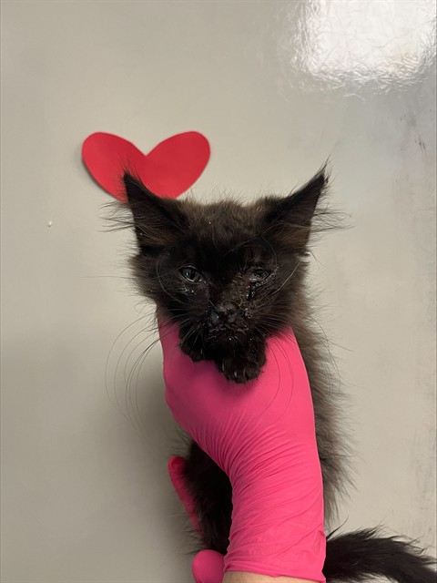 Juno - Needs A Foster