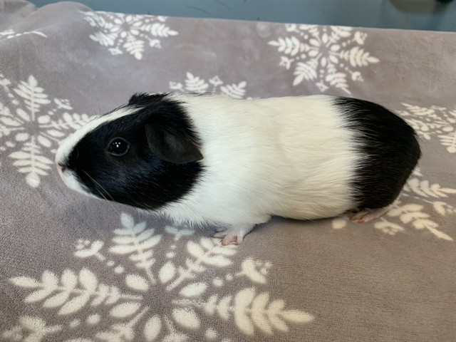 Parmesan