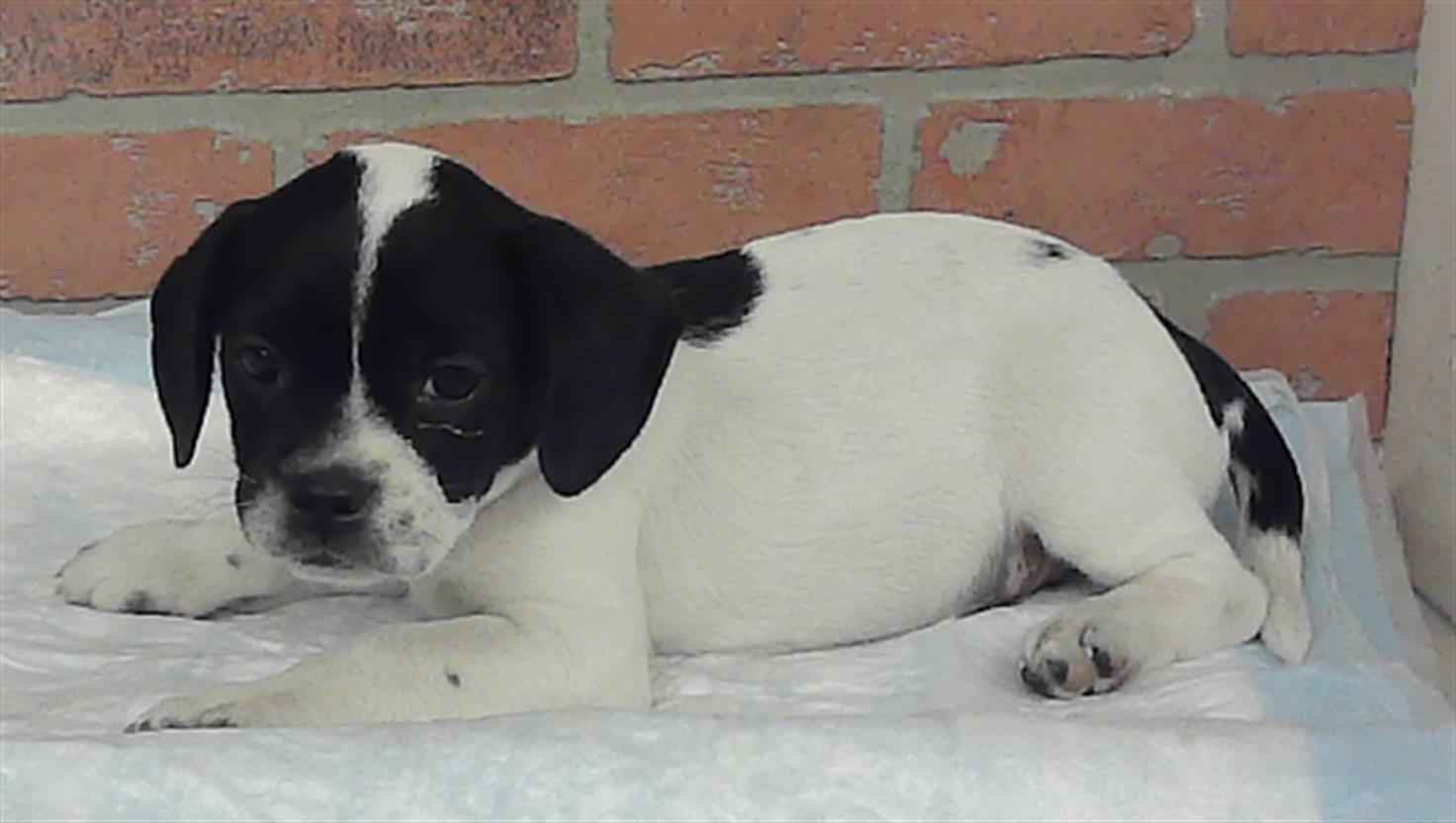 Adoptable Dog