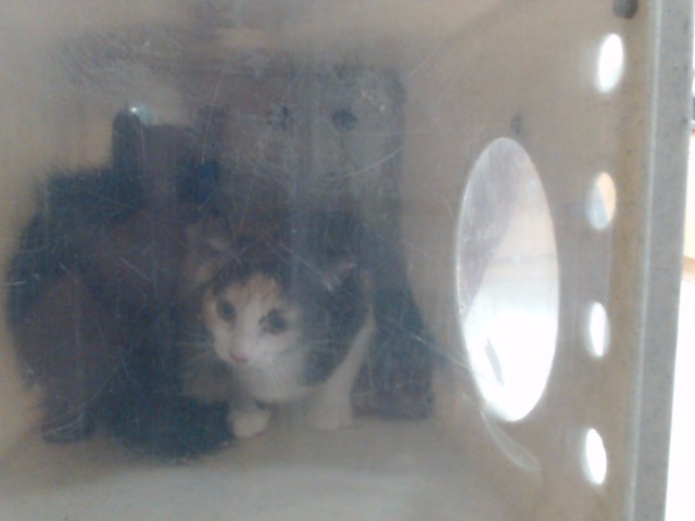 Adoptable Cat