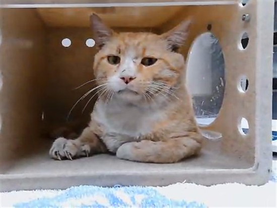 Adoptable Cat