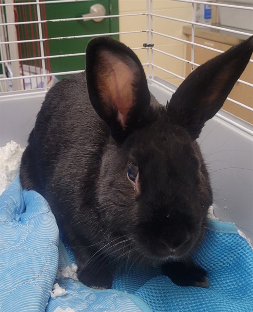 Adoptable Other