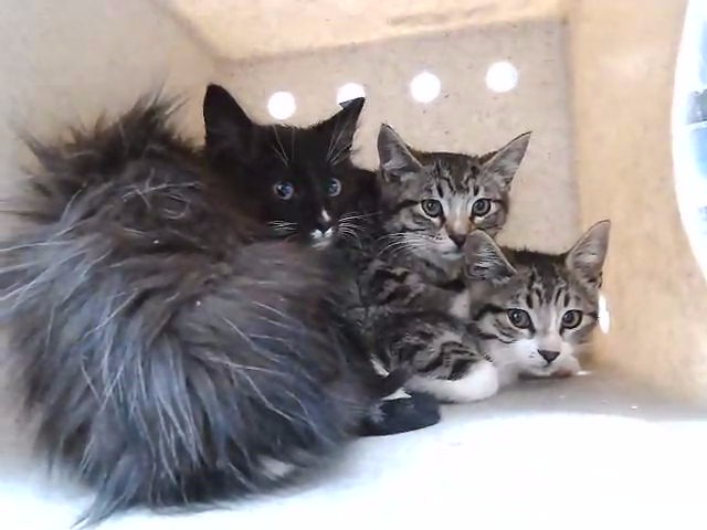 Adoptable Cat
