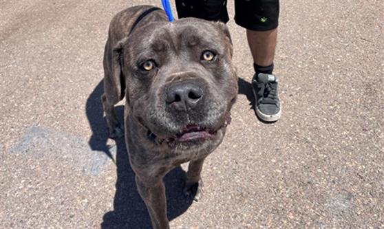 Adoptable Dog